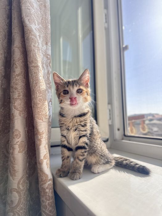 Отдам котёнка в добрые руки.
