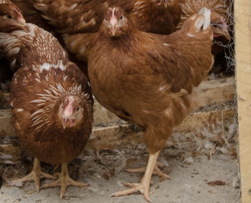 Vând puicuțe rosi outoare