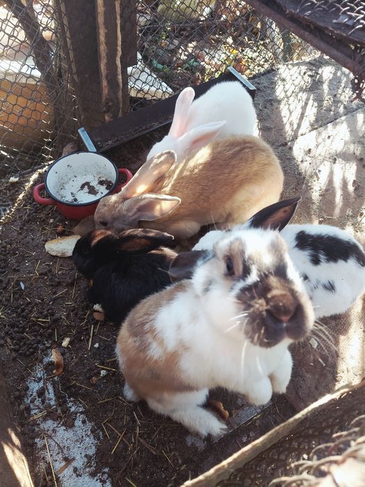 Iepuri- rasa urias belgian-uriaș german