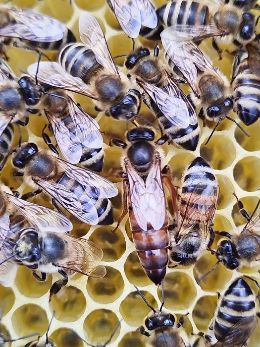 Roi albine naturali și familii  de vânzare
