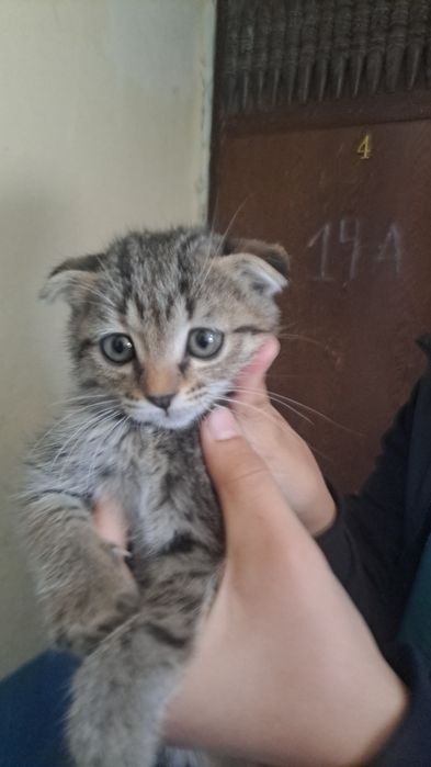 Рода котёнка девочка породистая вилла ухая