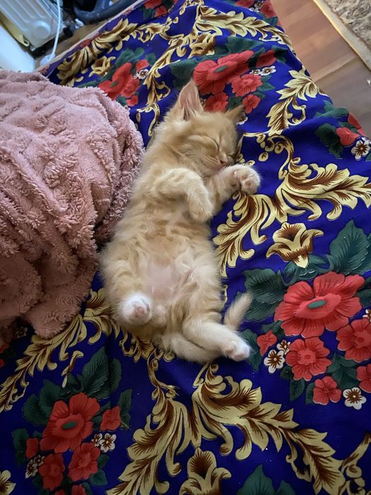 Кошка продаеться (мальчик) бесплатно!!!