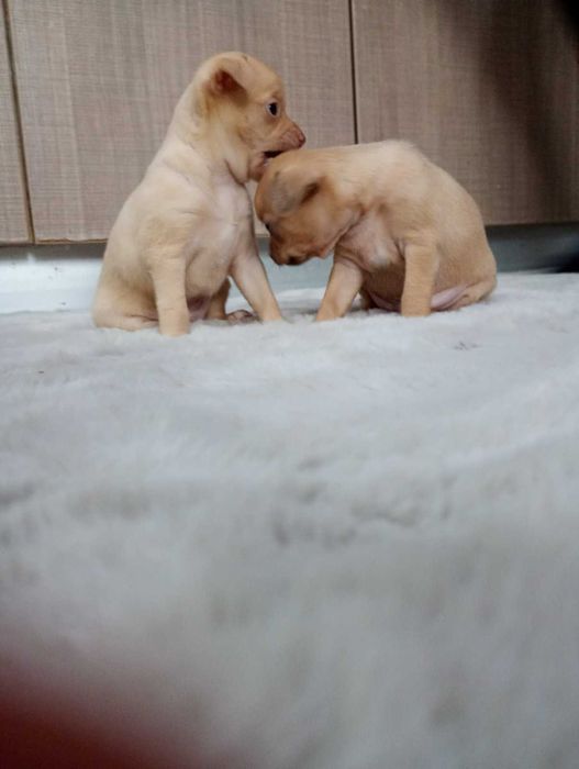 Продавам женски кученца, порода чихупинчер