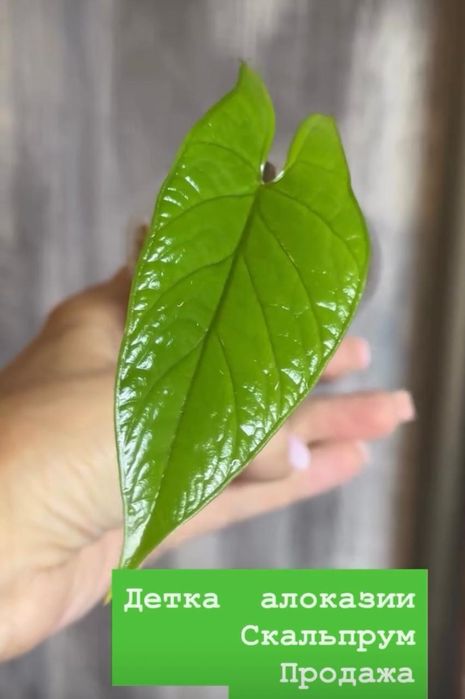 Продам детки алоказии
