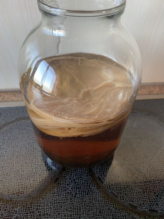 Продам чайный гриб