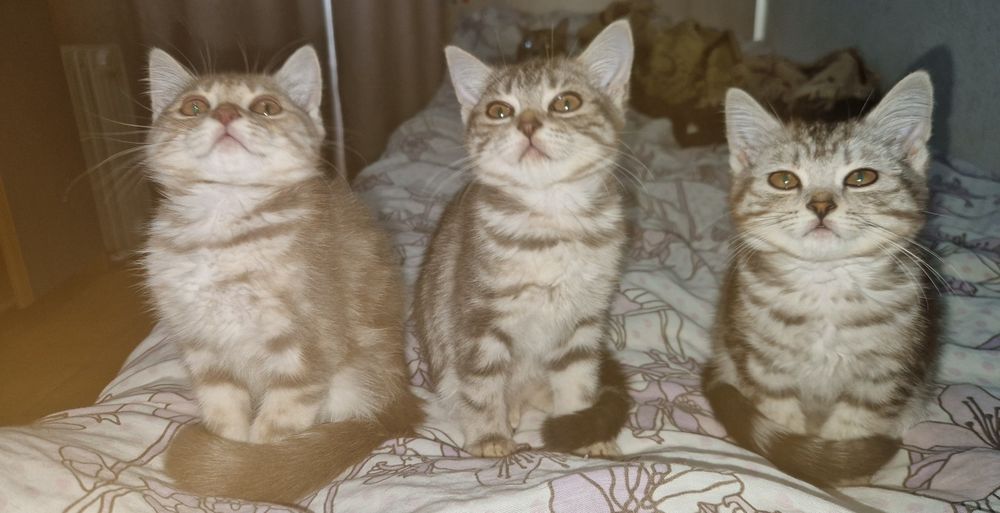 Отдам котят британцев