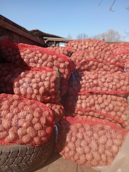 Cartofi de sămânță