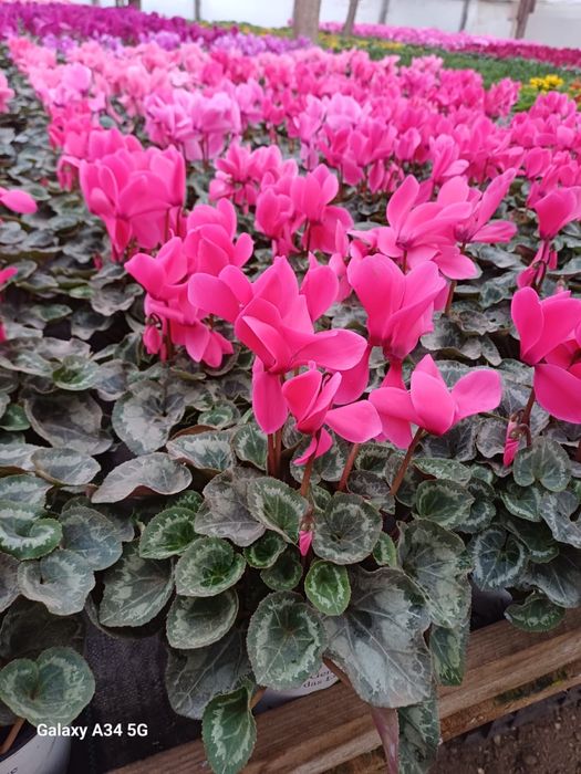 Vand flori cyclamen zambila primola