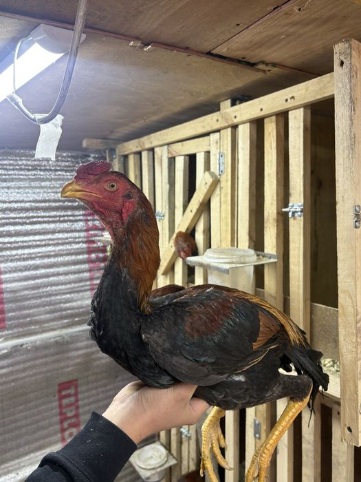 Даканы хороших кровей