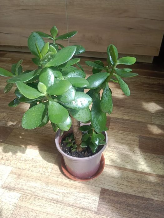 Денежное дерево - Тростянка