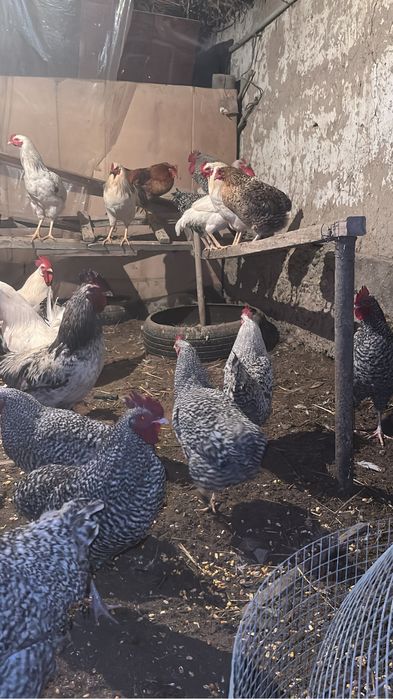 Қораз сатылады.