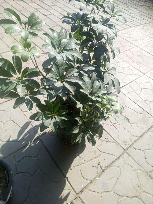 Продам цветы комнатные