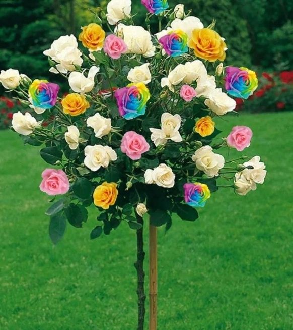 Trandafiri Pomișor Trio (3 Culori )