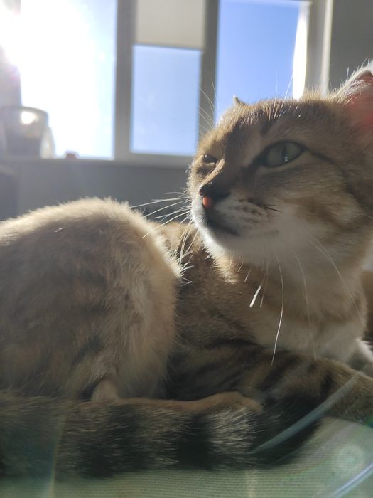 Отдам кота в хорошие руки