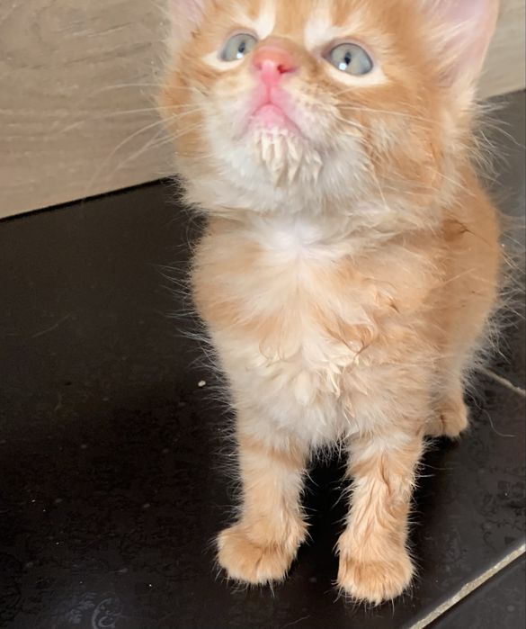 Котята. Окрас рыженькие.