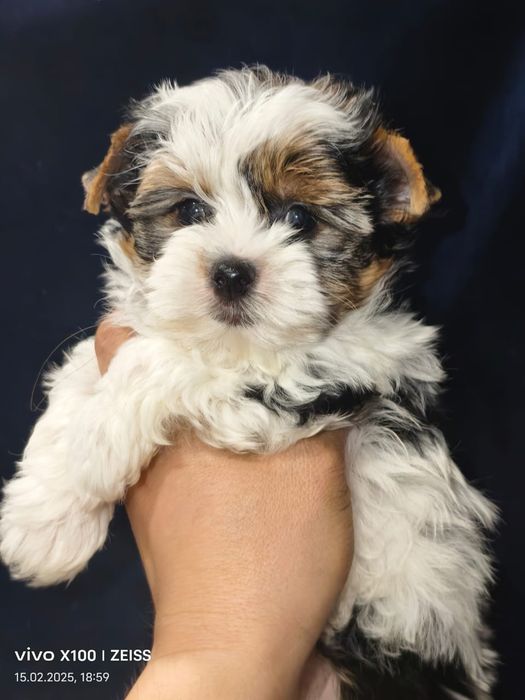 Очаровательные щенки бивера.