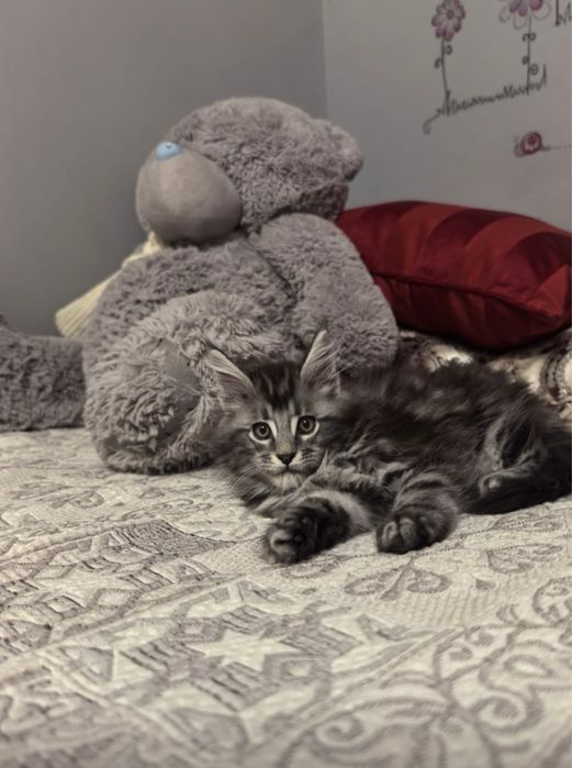 Мейн- кун котята с документами