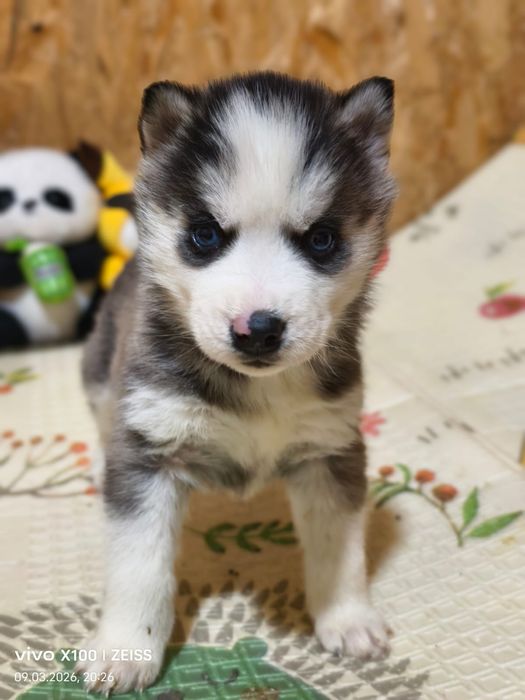 Очаровательные щенки сибирской хаски.
