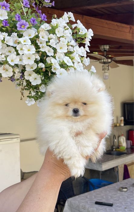 мини померанче