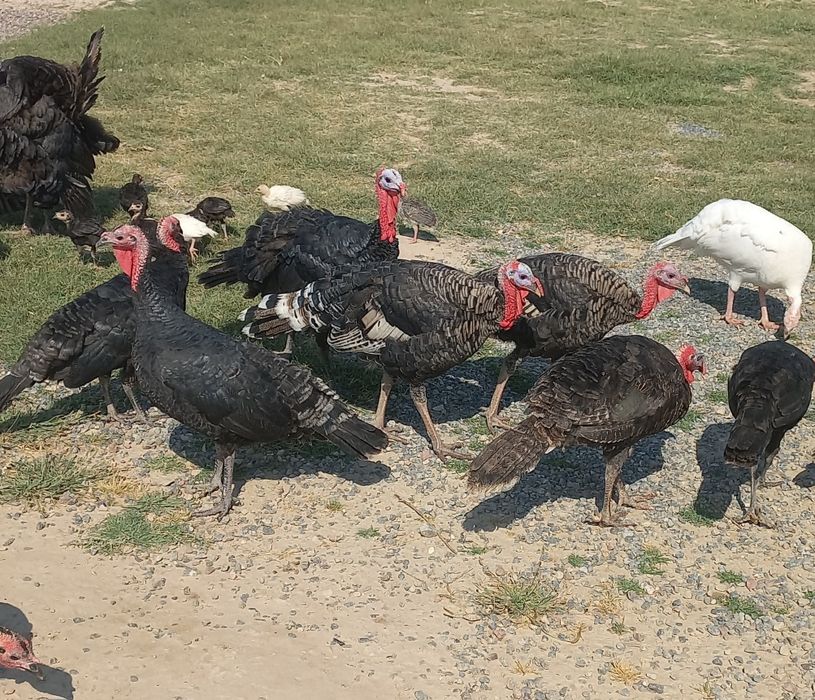 Курка,индюк тухуми сотилади 50 та