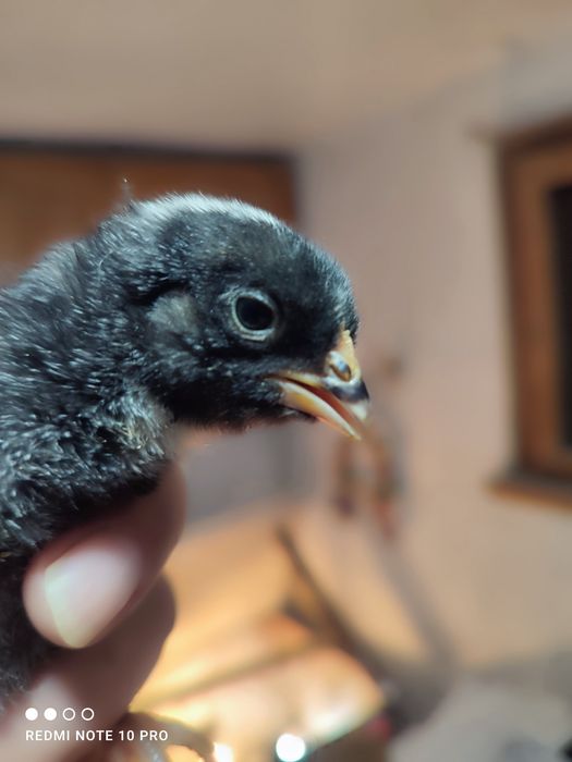 Разплодни яйца от Амрок