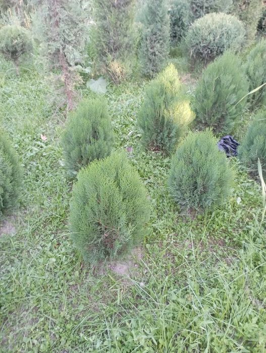 Sifatli  tuya kompakt archasi bor