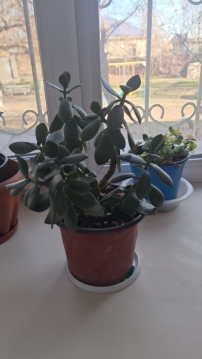 Продам  цветочки