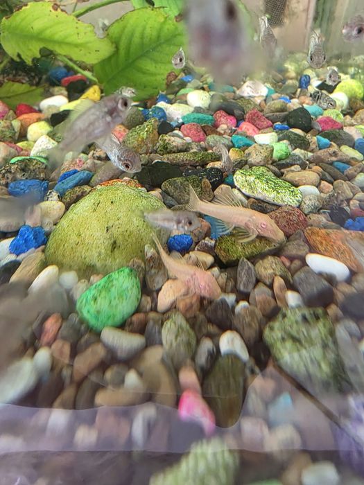 Продаются скалярии