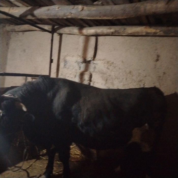 Mol sotiladi narxi kelishilgan xilda Toshkent viloyat