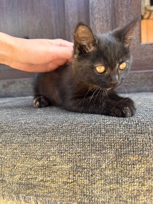 Pisici spre adoptie
