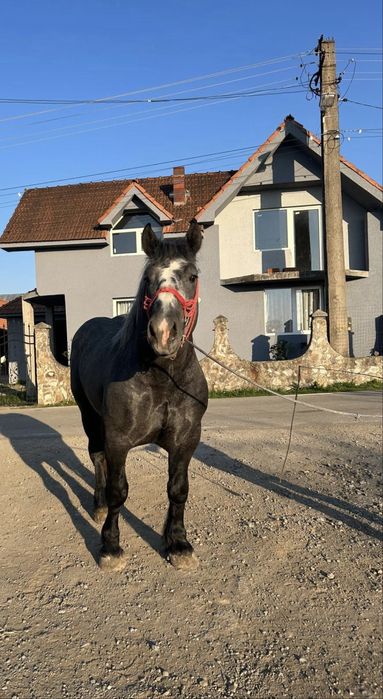 De vânzare sau schimb