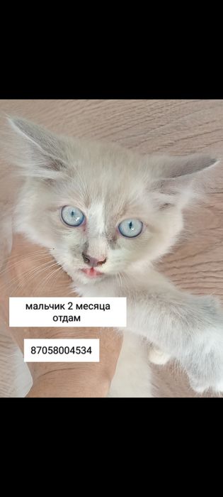 Отдам милых котят