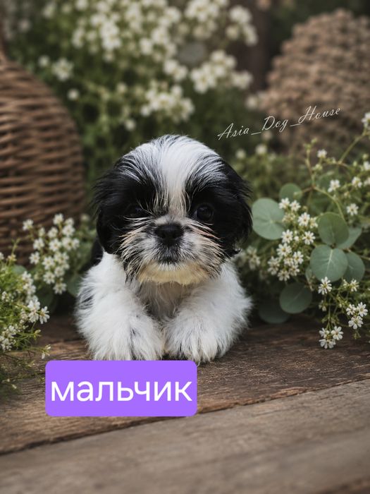 Премиум-класс с первого дня» щенки