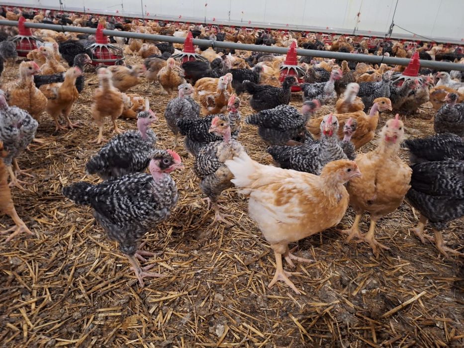 Pui alb rațe și pui de rasă mixtă ,curcani