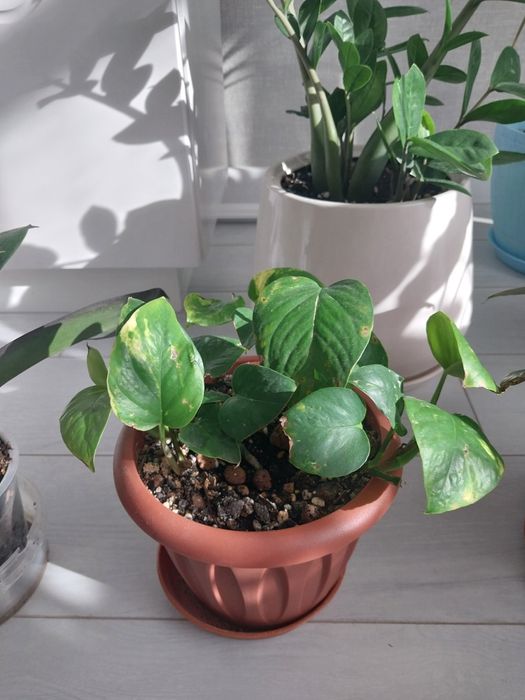 Срочно !!!Продам комнатные цветы.