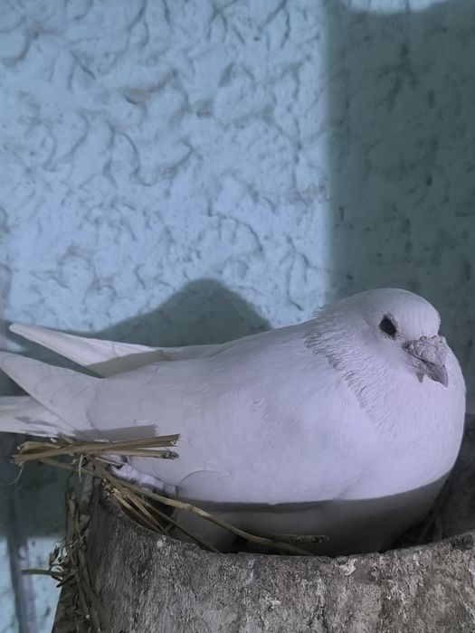 Vând porumbei voiajori 90 lei perechea am doua perechi și două perechi jucători gălățeni+cadou doi pui voiajori.