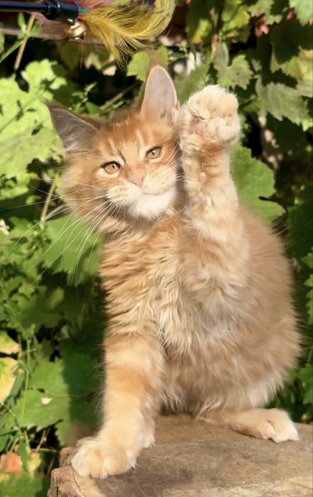 Котенок Мейн-кун мальчик