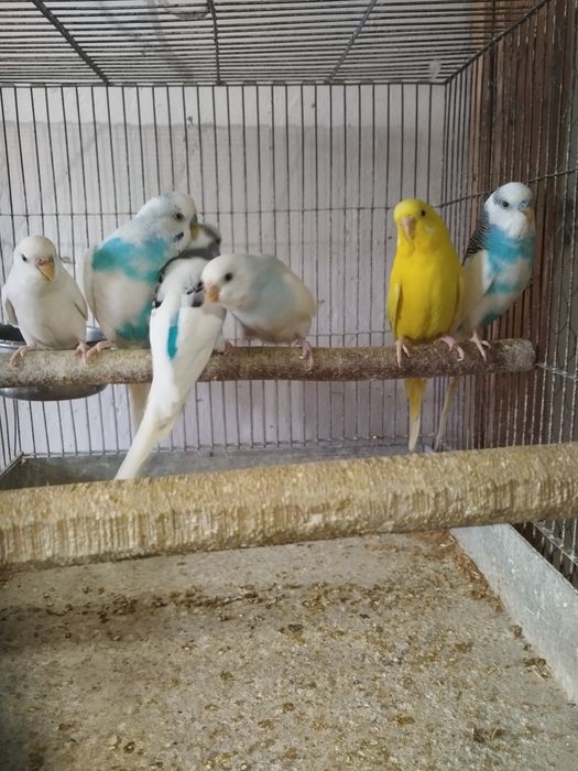 Vând papagali peruși