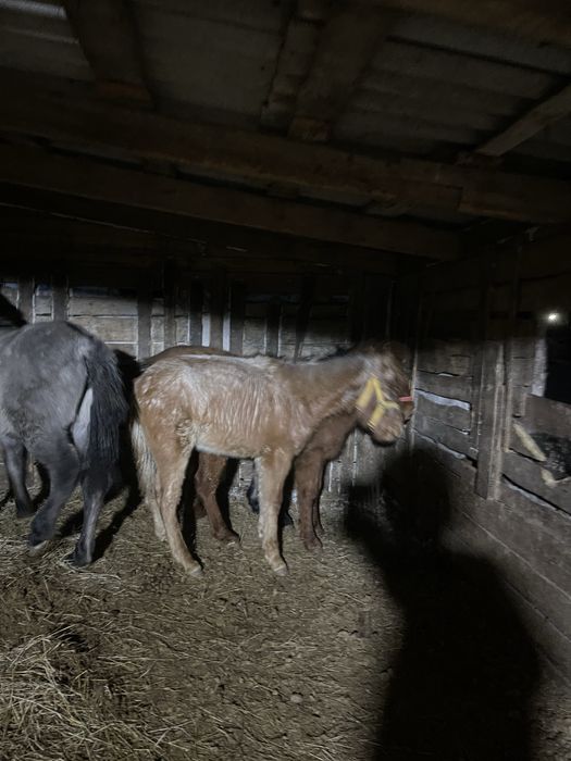 Жабағылар Сатылады