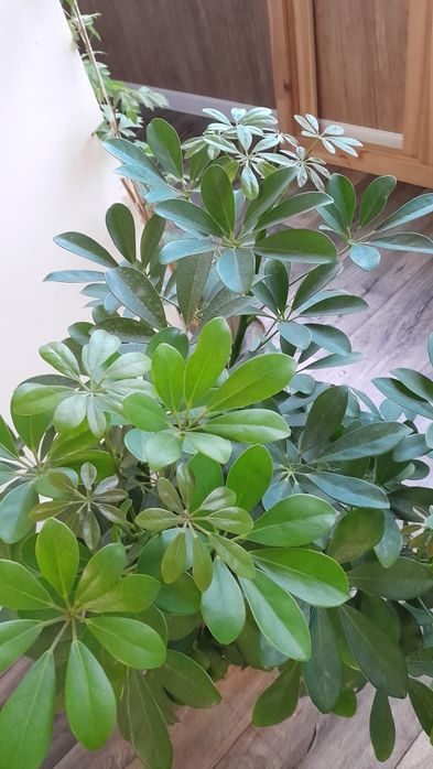 Шеффлера крупная