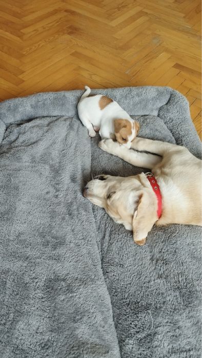 Лабрадор ретривър