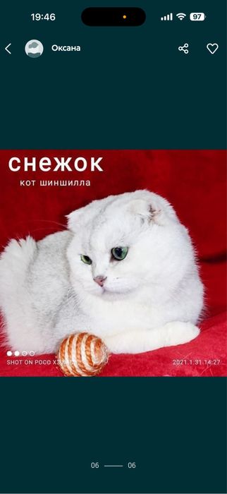 Шикарные коты Шиншиллы на вязку