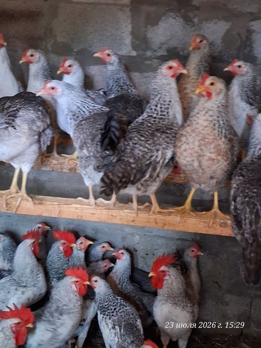 Продам курочек разных пород.