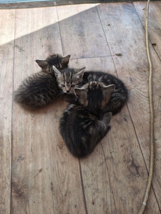 Котята крысоловы