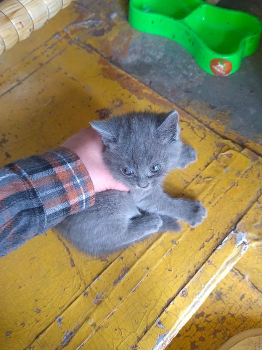 Отдам котят в добрые руки