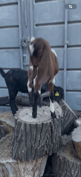 Козочки Комори-Нубы