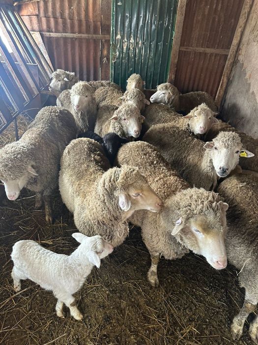 Бараны и клетка