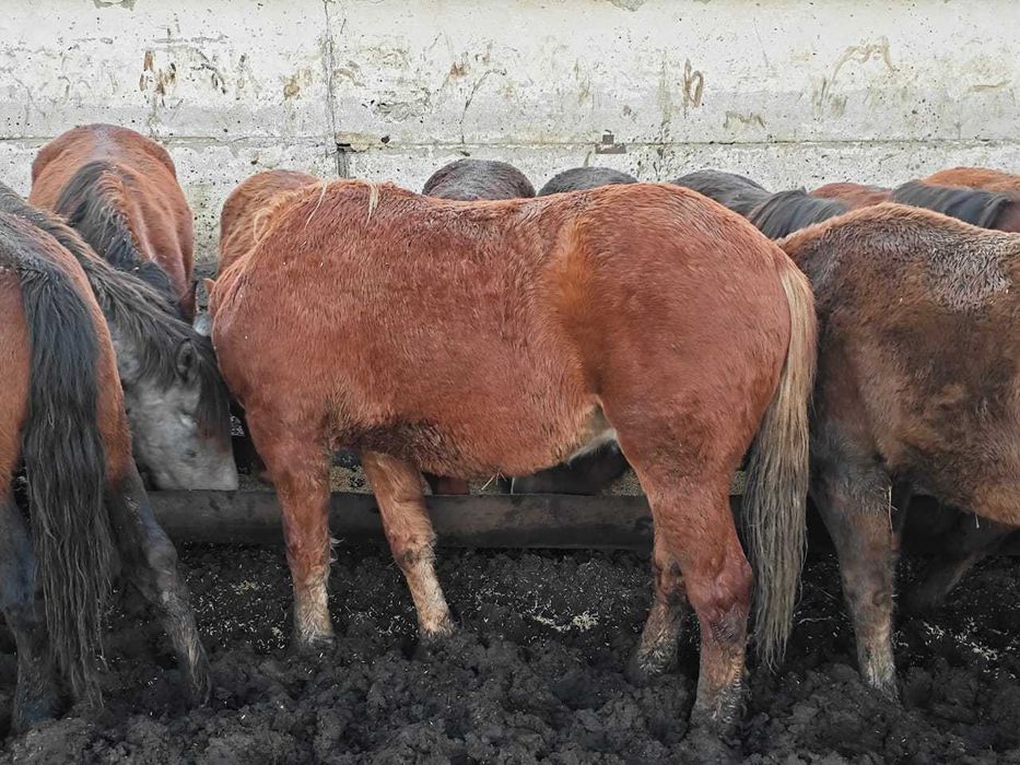Жеребчики на откорме
