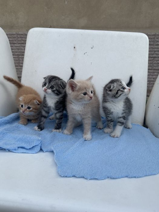 Продам котят веслоухое