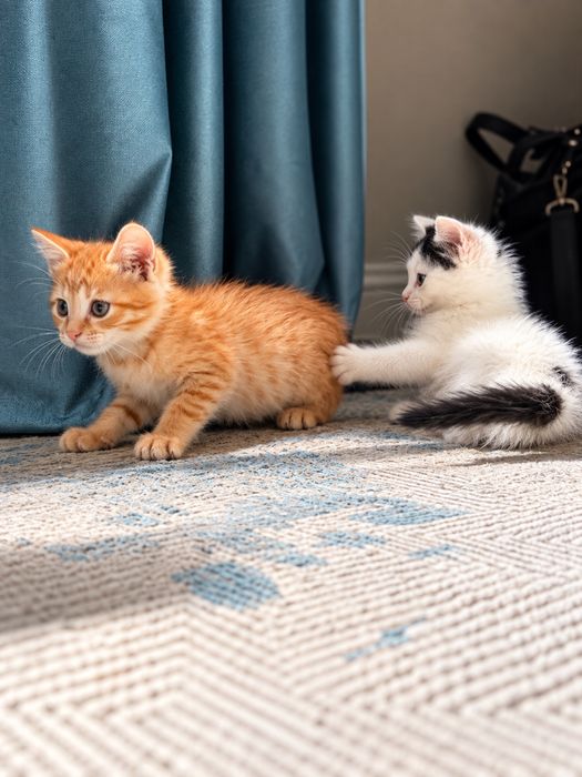 Отдам котёнка в добрые руки — 2 месяца